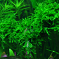 Vesicularia ferriei 'Weeping Moss'