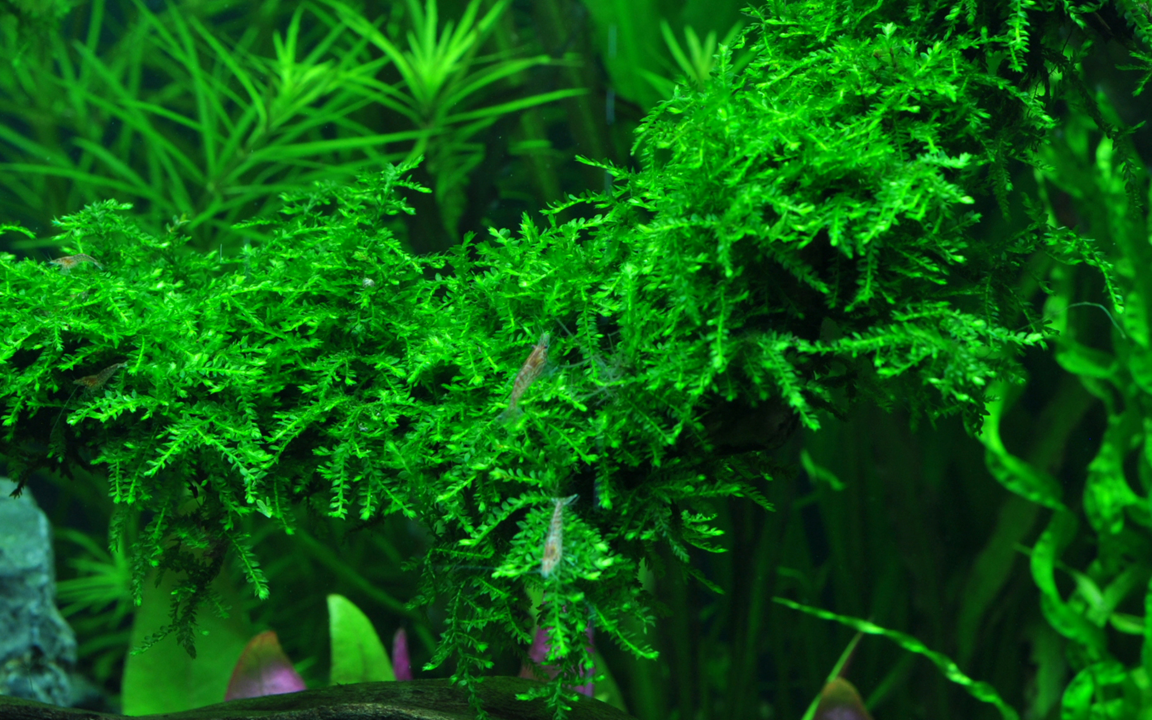 Vesicularia ferriei 'Weeping Moss'