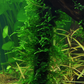 Taxiphyllum sp. 'Spiky Moss'