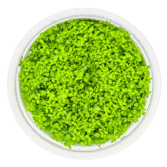 Micranthemum callitrichoides 'Cuba'