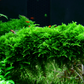 Vesicularia montagnei 'Christmas Moss'