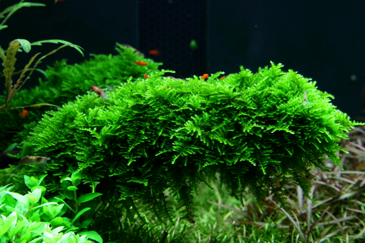 Vesicularia montagnei 'Christmas Moss'