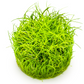 Eleocharis pusilla 'Mini'