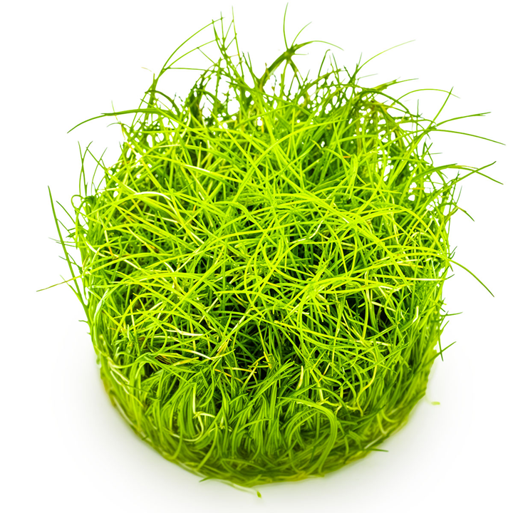 Eleocharis pusilla 'Mini'