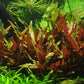 Aquarium plant Alternanthera reineckii 'Rosanervig' with vibrant pink leaves in a planted aquarium setting.