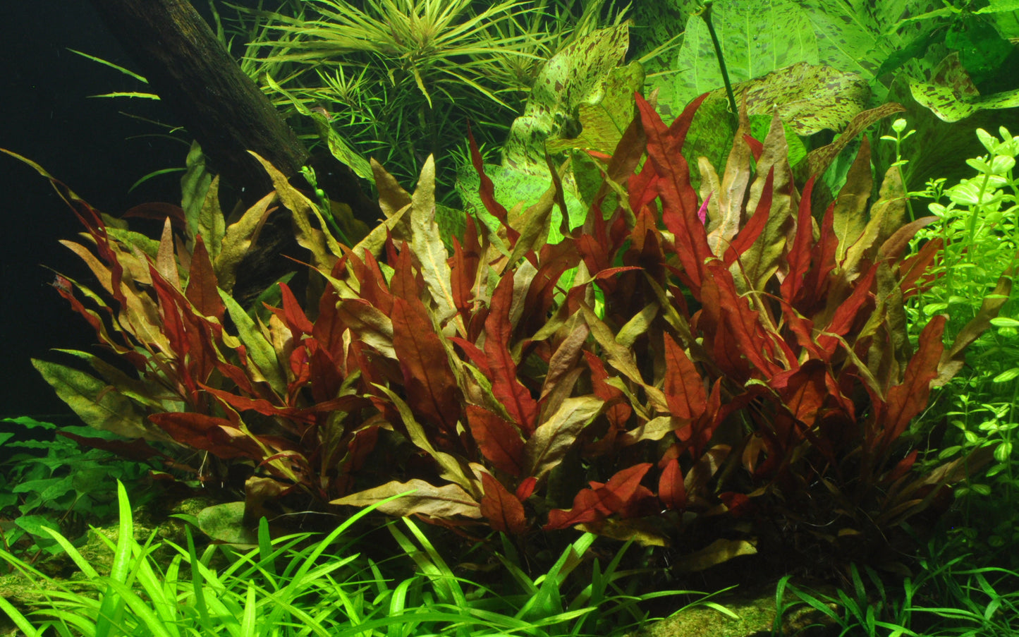 Aquarium plant Alternanthera reineckii 'Rosanervig' with vibrant pink leaves in a planted aquarium setting.