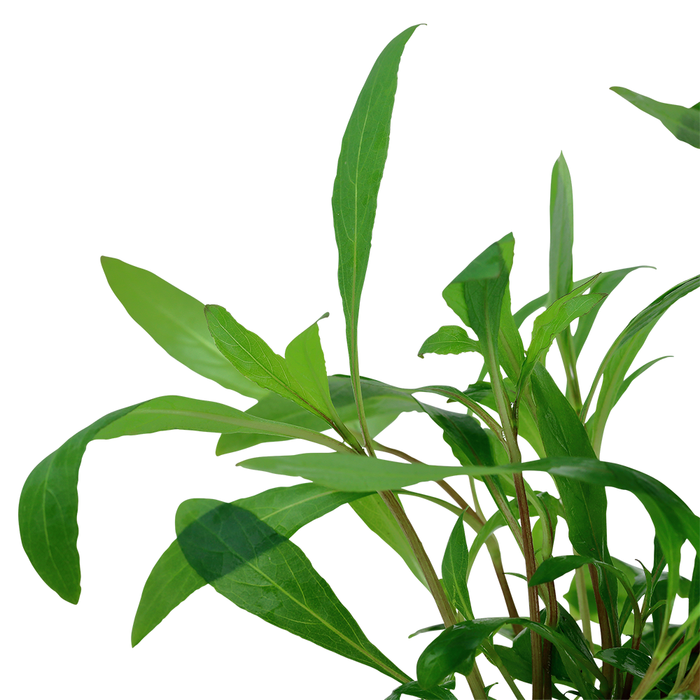 Hygrophila corymbosa 'Siamensis'