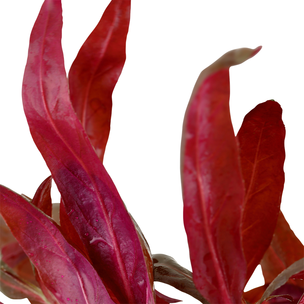 Vibrant pink leaves of Aquarium plant Alternanthera reineckii 'Rosanervig' in a close-up view.