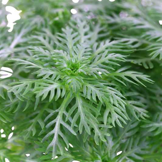 Close-up of Hottonia palustris aquatic plant with delicate, fanned, light green leaves.