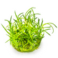 Littorella uniflora