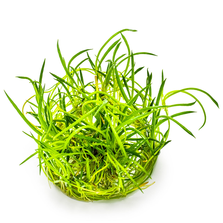 Littorella uniflora
