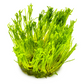 Taxiphyllum alternans 'Taiwan Moss'