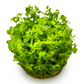 Rotala indica 'Bonsai'