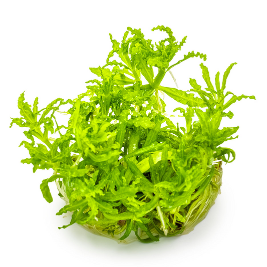 Pogostemon helferi