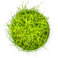 Eleocharis pusilla 'Mini'