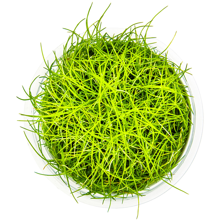 Eleocharis pusilla 'Mini'