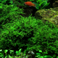 Vesicularia montagnei 'Christmas Moss'