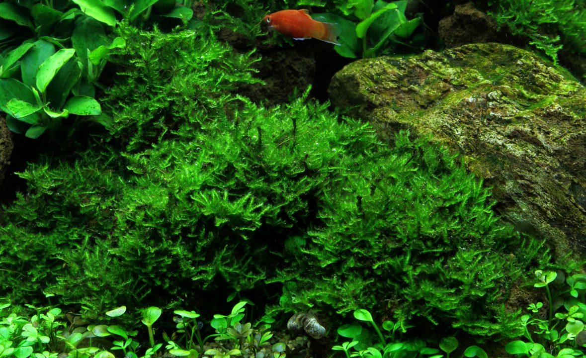 Vesicularia montagnei 'Christmas Moss'