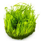 Taxiphyllum sp. ’Flame Moss’