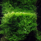 Taxiphyllum barbieri 'Bogor Moss'