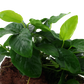 Anubias barteri nana