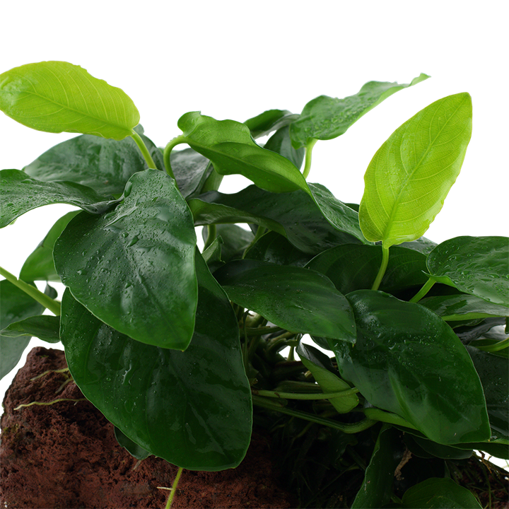 Anubias barteri nana
