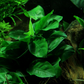 Anubias barteri nana