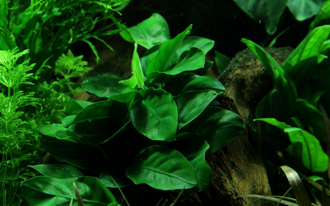 Anubias barteri nana
