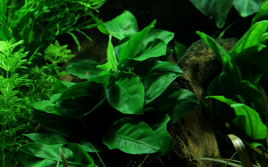 Assorted plants