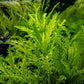 Hygrophila odora Difformis