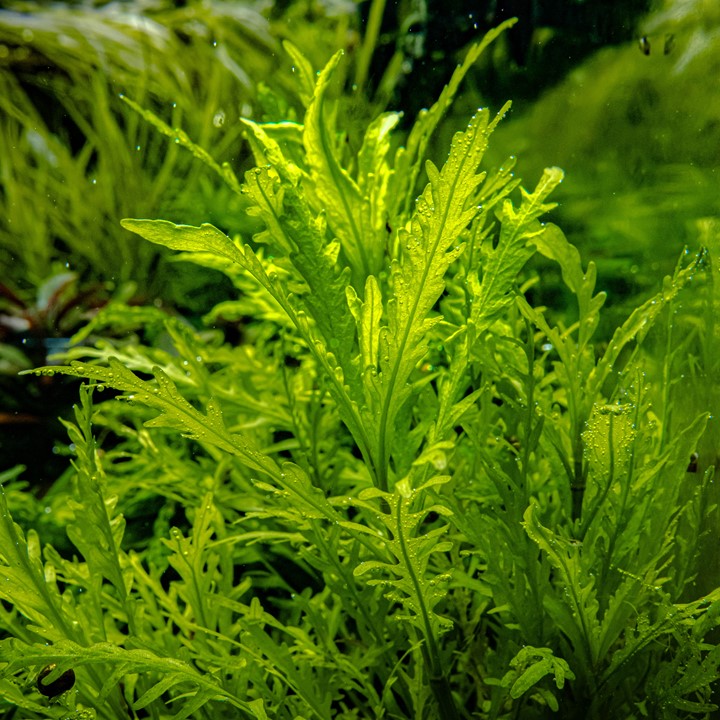 Hygrophila odora Difformis