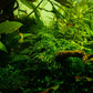Taxiphyllum alternans 'Taiwan Moss'