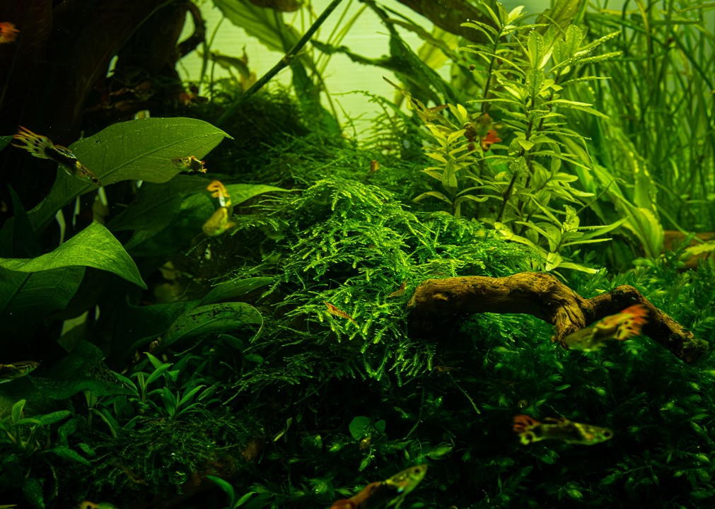 Taxiphyllum alternans 'Taiwan Moss'