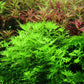 Hottonia palustris aquatic plant with vibrant light green leaves in an aquarium setting.