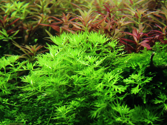 Hottonia palustris aquatic plant with vibrant light green leaves in an aquarium setting.