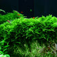 Vesicularia montagnei 'Christmas Moss'