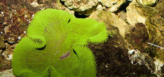 Carpet Anemone mix