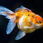GOLD FISH - CALICO ORANDA