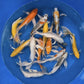 Butterfly KOI GRADE A 6-7"