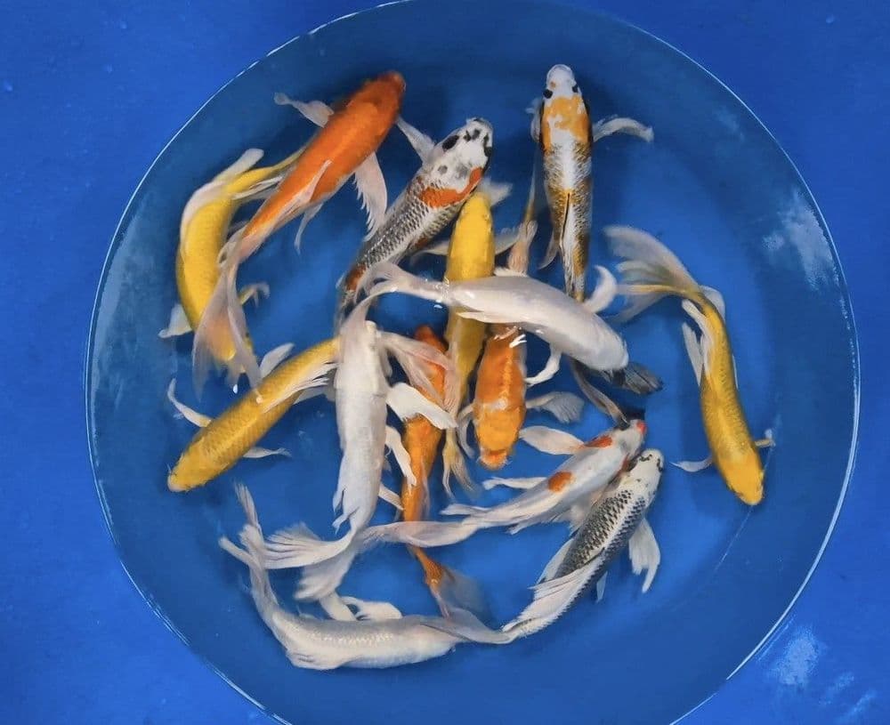 Butterfly KOI GRADE A 6-7"
