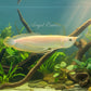 ALBINO SILVER AROWANA