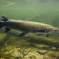 ALLIGATOR GAR