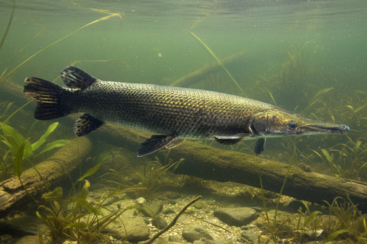 ALLIGATOR GAR