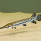 ALLIGATOR GAR