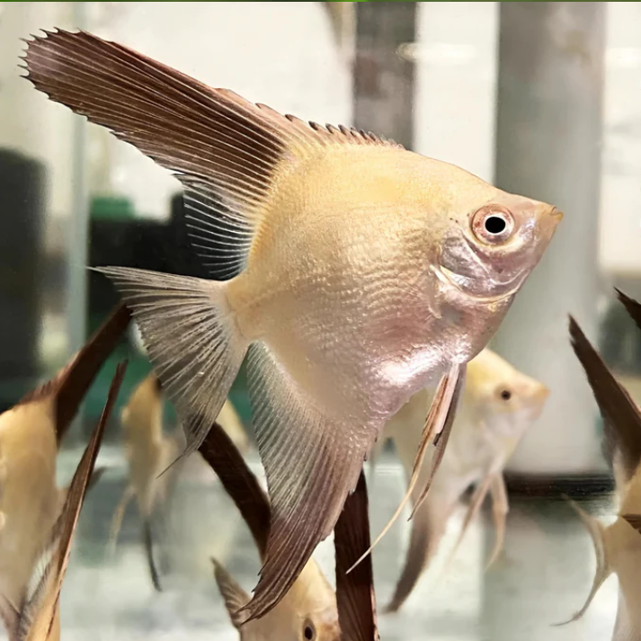 BULGARIAN SEAL POINT ANGEL