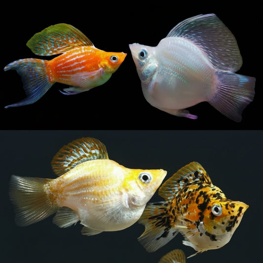 ASSORTED BALLOON MOLLY
