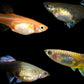 ASSORTED FEMALE GUPPY