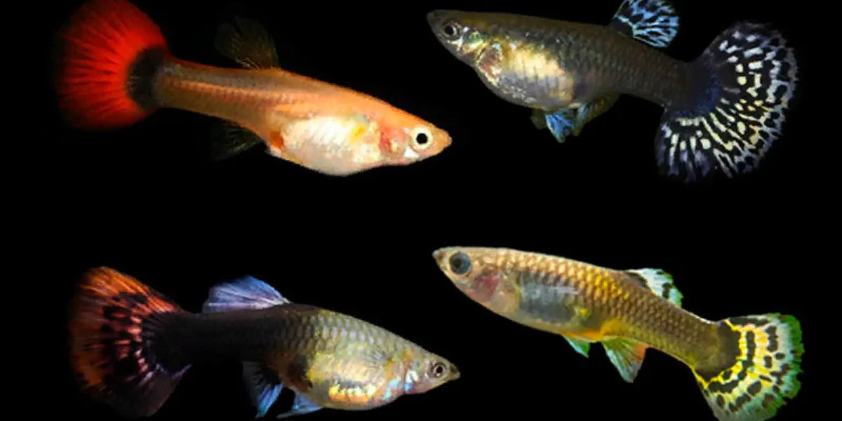 ASSORTED FEMALE GUPPY