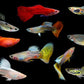 ASSORTED MALE GUPPY