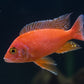 AULONOCARA PEACOCK (RED)